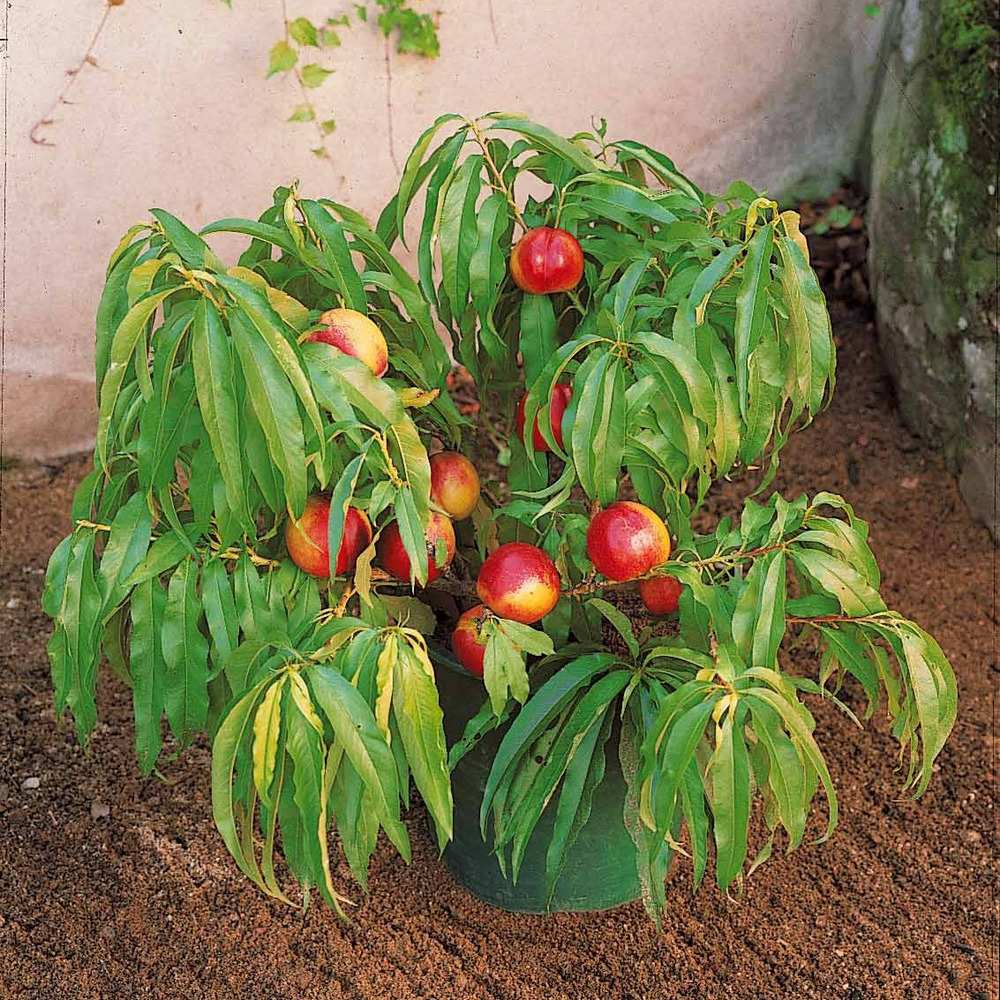 Mini-nectarine morton - la motte / hauteur livrée 50-70cm