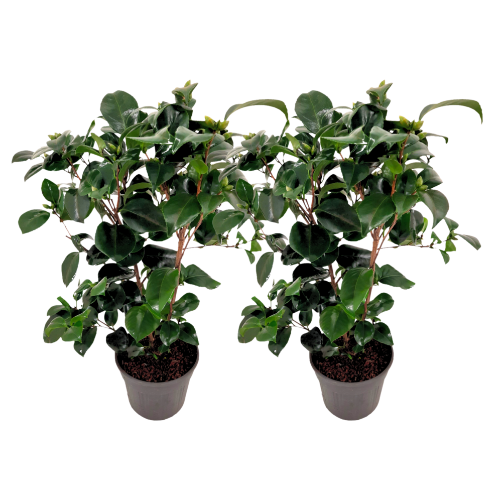 Camélia - set de 2 - camellia japonica 'lady campbell' - hauteur 50-60cm - ⌀15cm