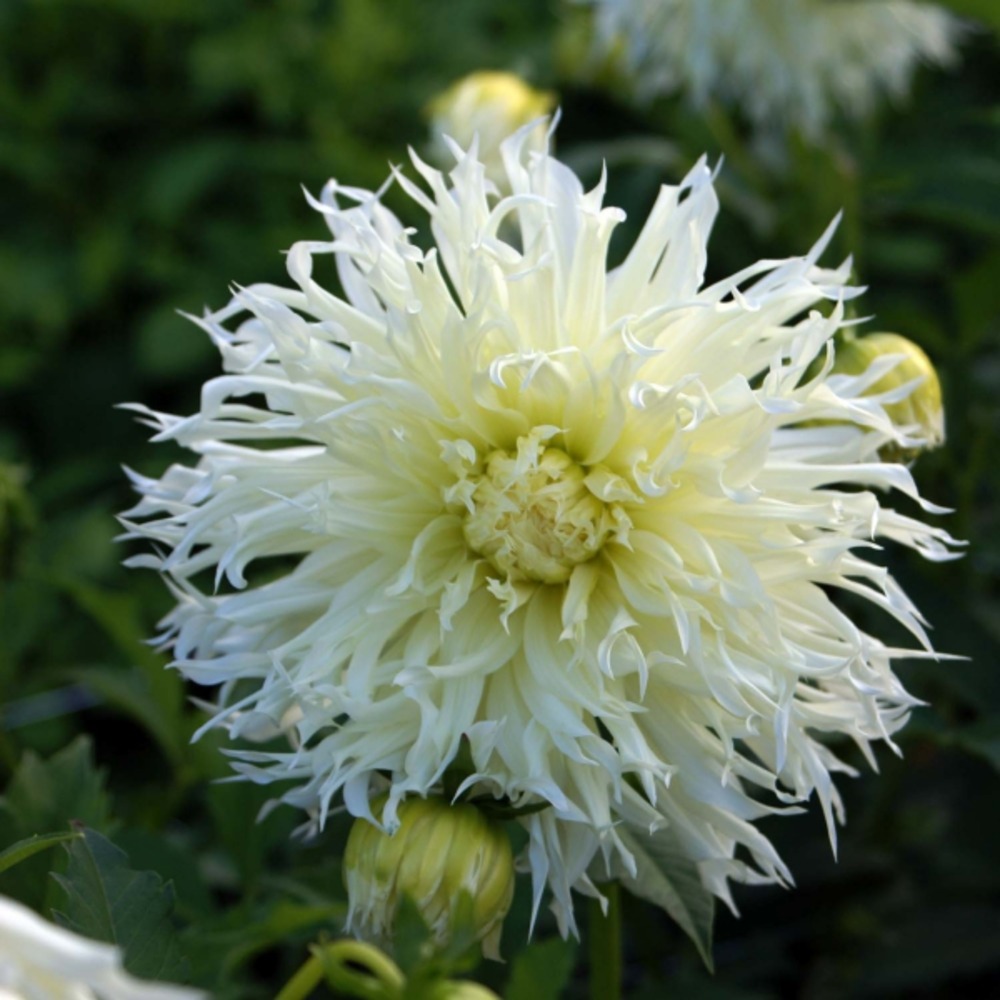 Dahlia gpe cactus spider 'tsuki-yori-no-shisha' bulbe calibre i