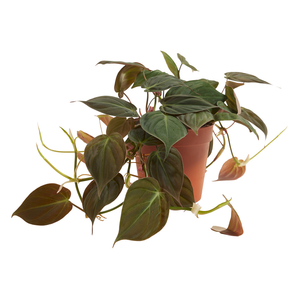 Philodendron scandens ‘micans’ - retombante/grimpante - 15-20 cm - pot 12 cm