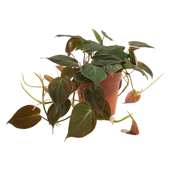Philodendron scandens ‘micans’ - retombante/grimpante - 15-20 cm - pot 12 cm