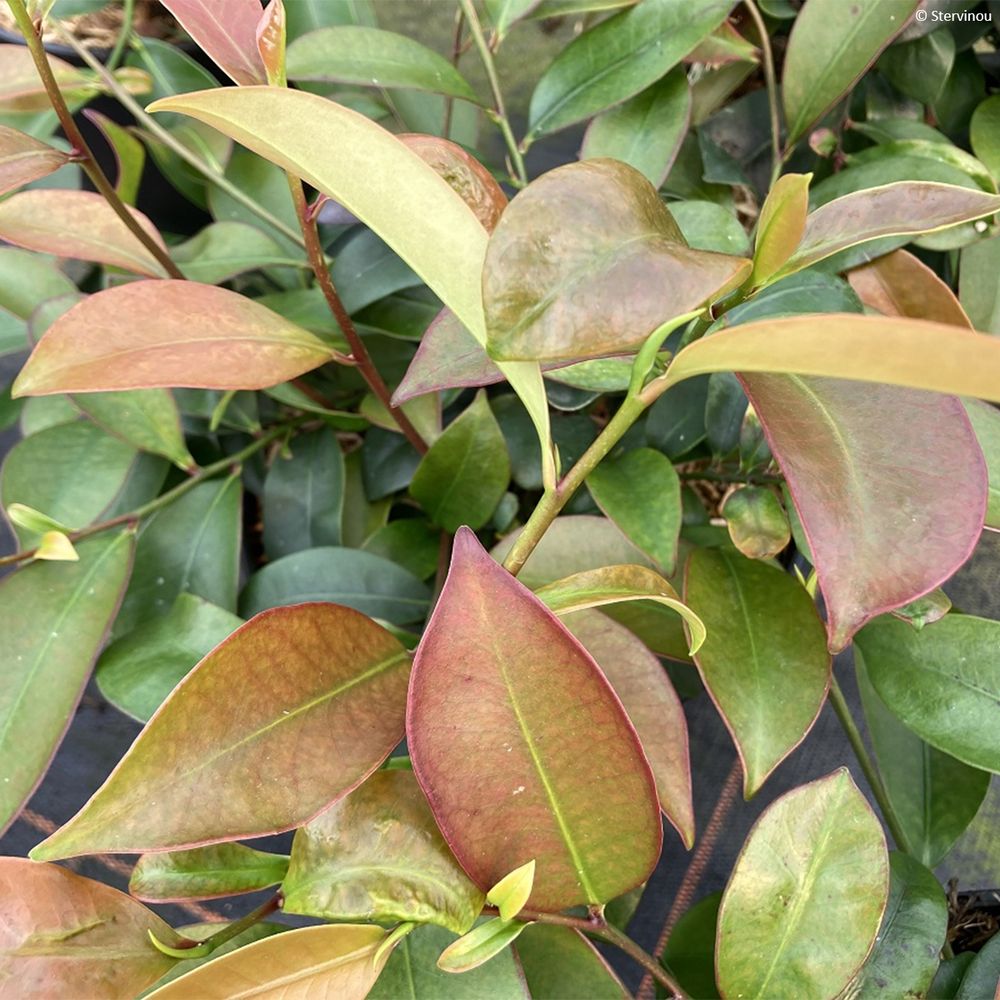 Cleyera du japon pot de 4l/5l