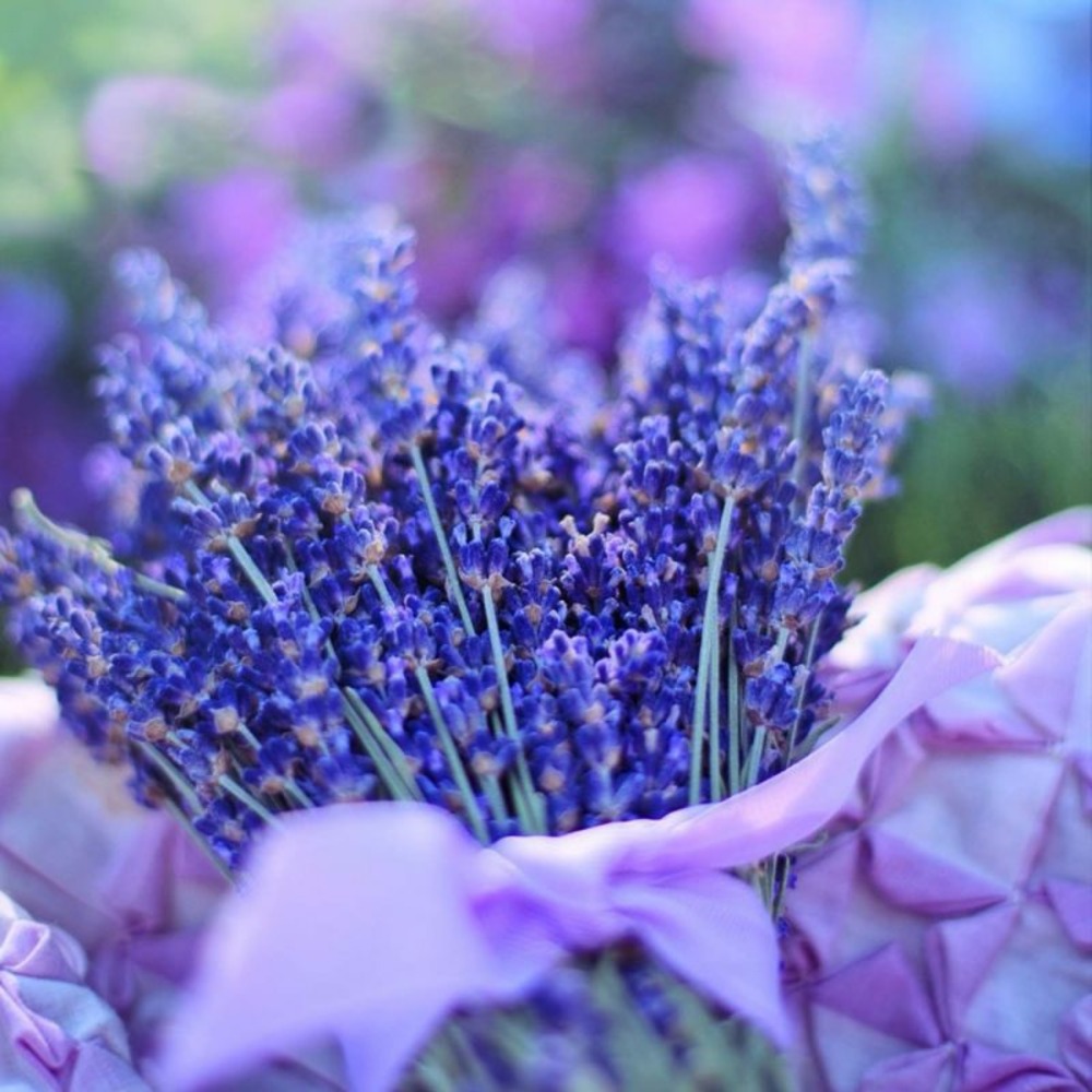 Lavande 'Hidcote Blue' (Lavandula Angustif…