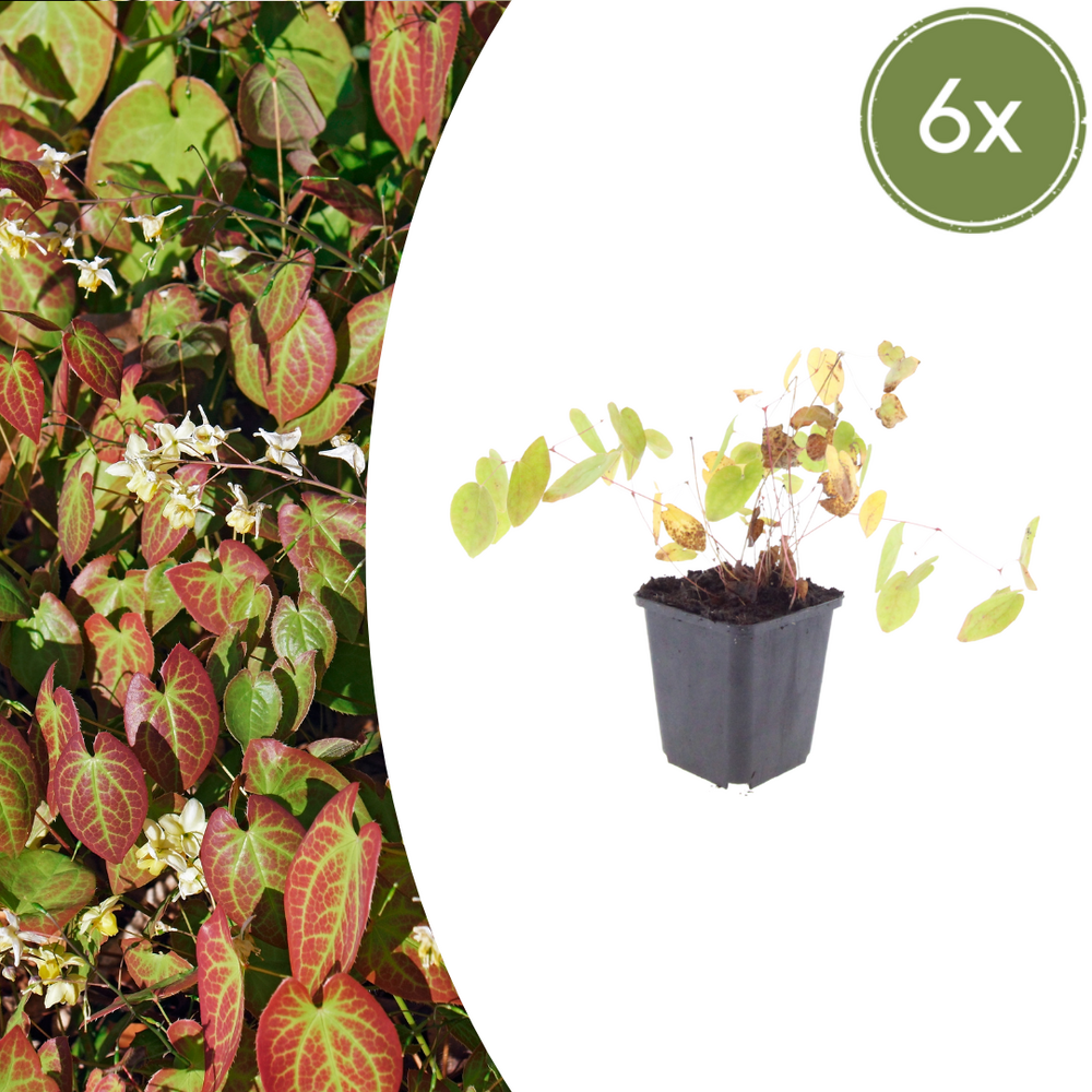 Lot de 6 - fleur des elfes (epimedium × youngianum) 'niveum'