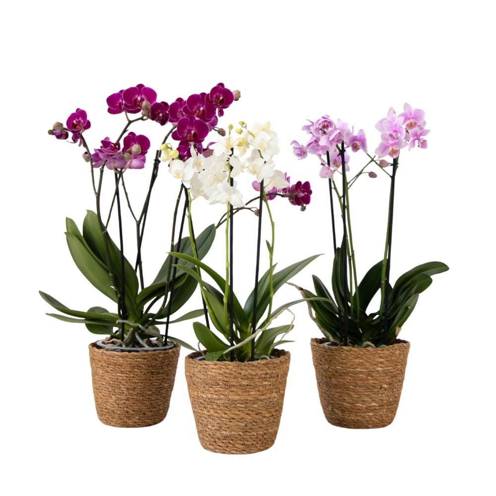 Orchidée - x3 - phalaenopsis multiflora dans panier - hauteur 35-45cm - ⌀12cm