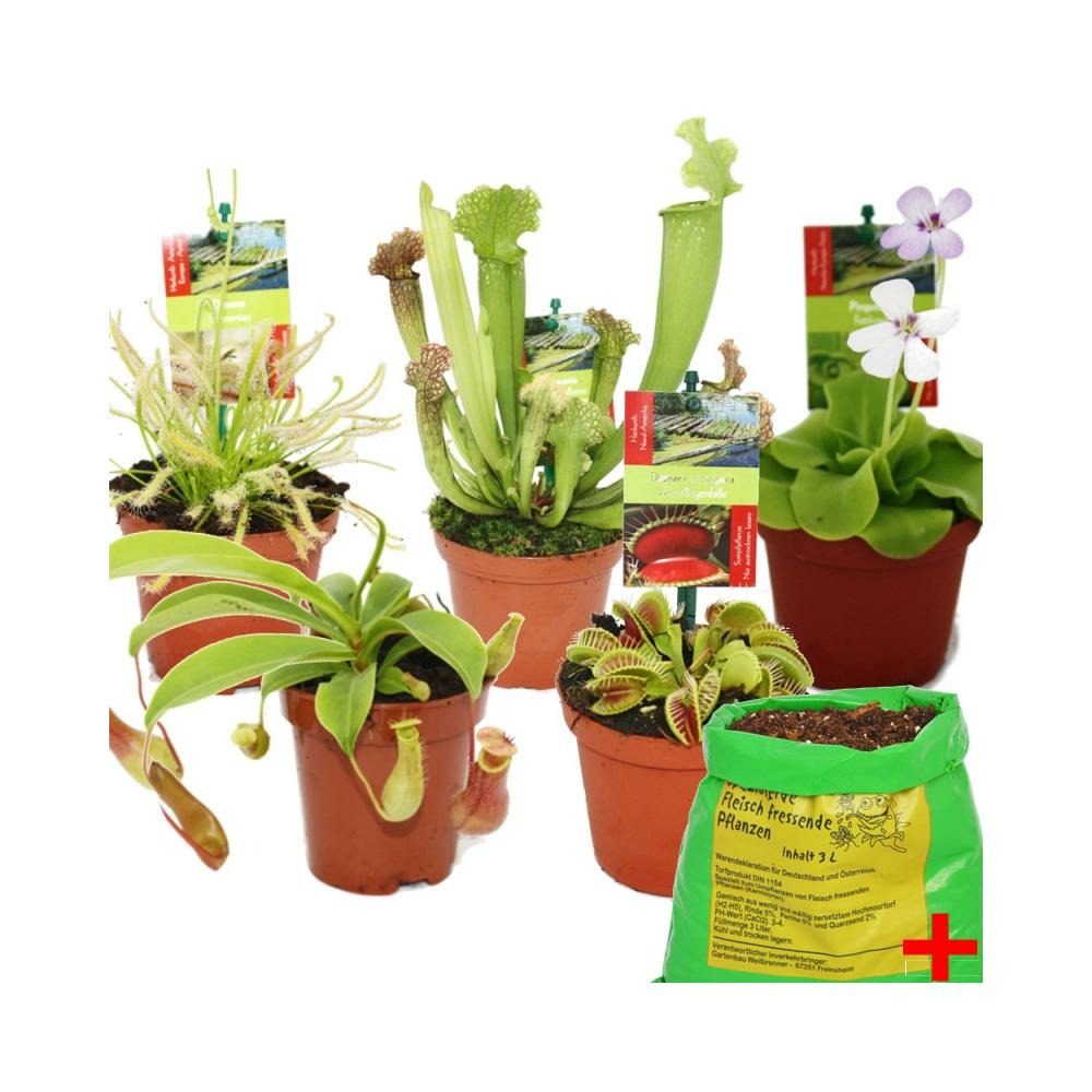 Coffret de départ plantes carnivores - 5 plantes + terre - terre carnivore