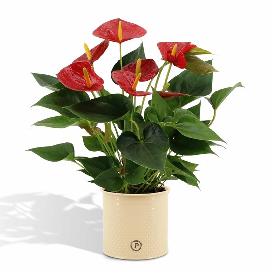 Anthurium andreanum diamond red et son pot beige - hauteur 45cm