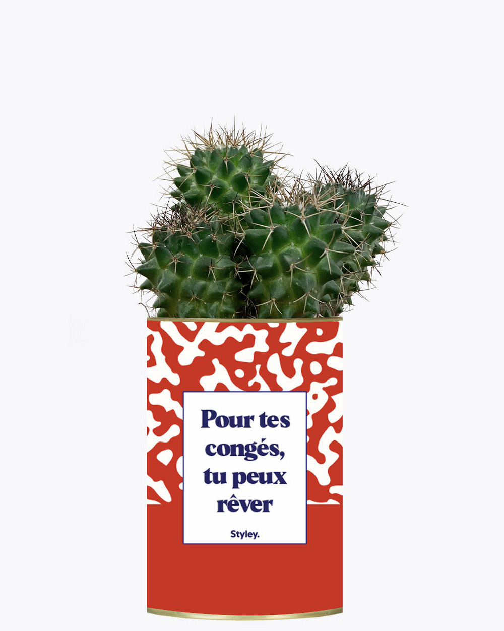Plante facile à entretenir - pour tes congés, tu peux rêver - cactus