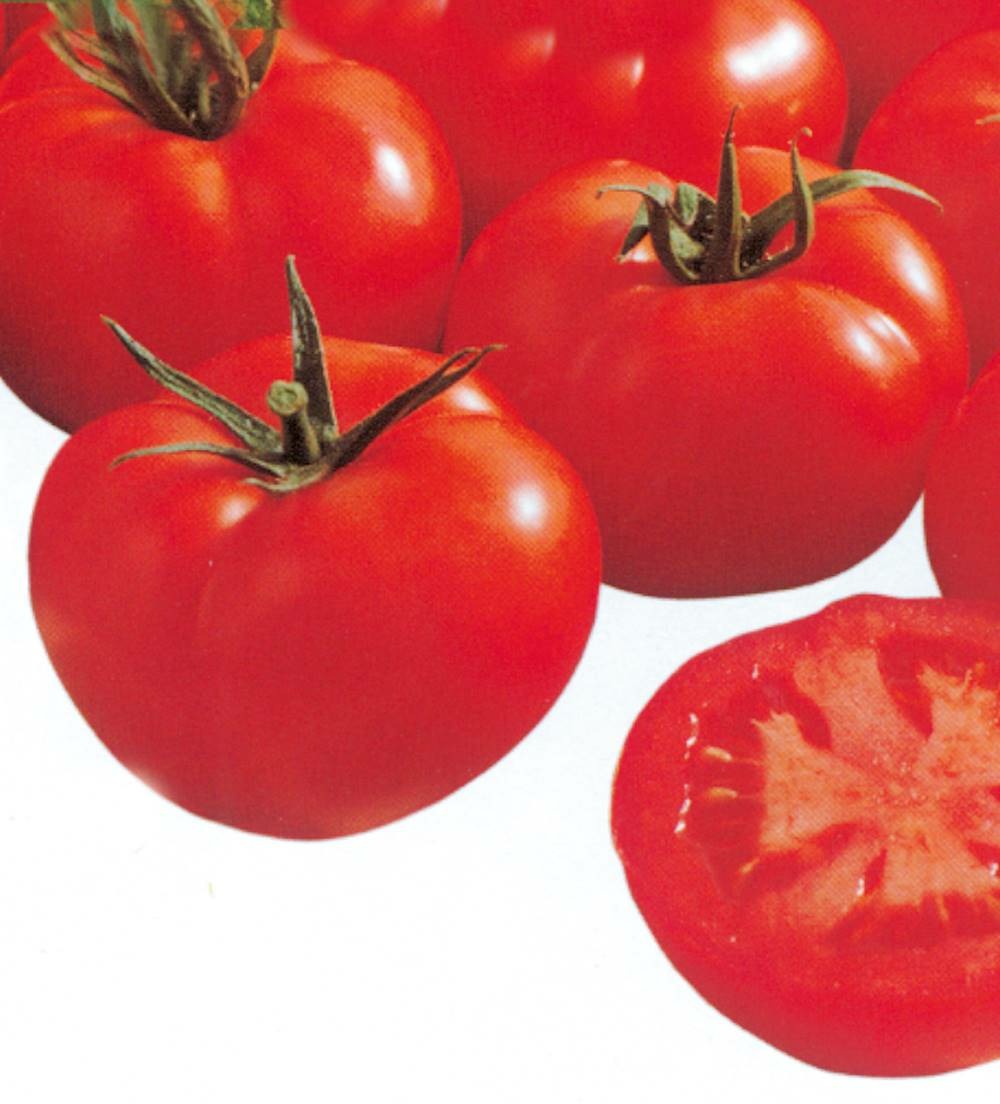 Tomate fournaise hf1 - 25 semences