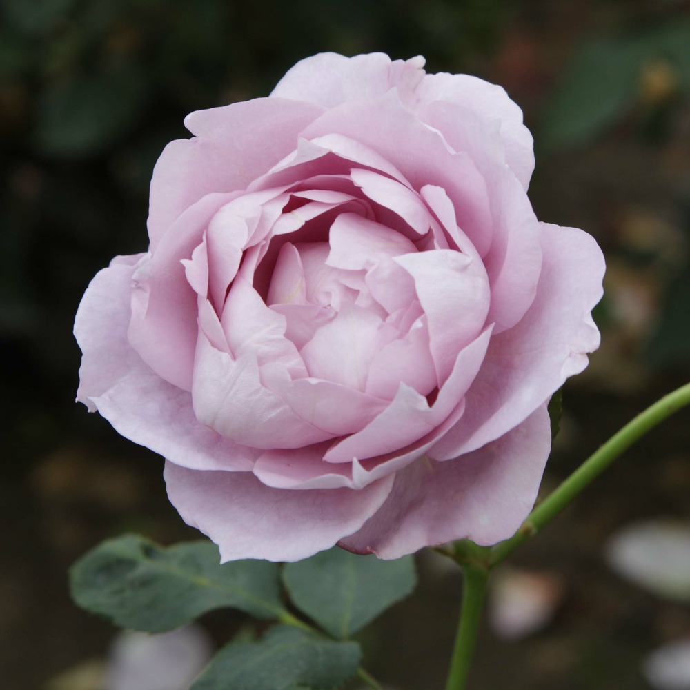 Rosier à fleurs groupées 'novalis'® pot de 4l/5l
