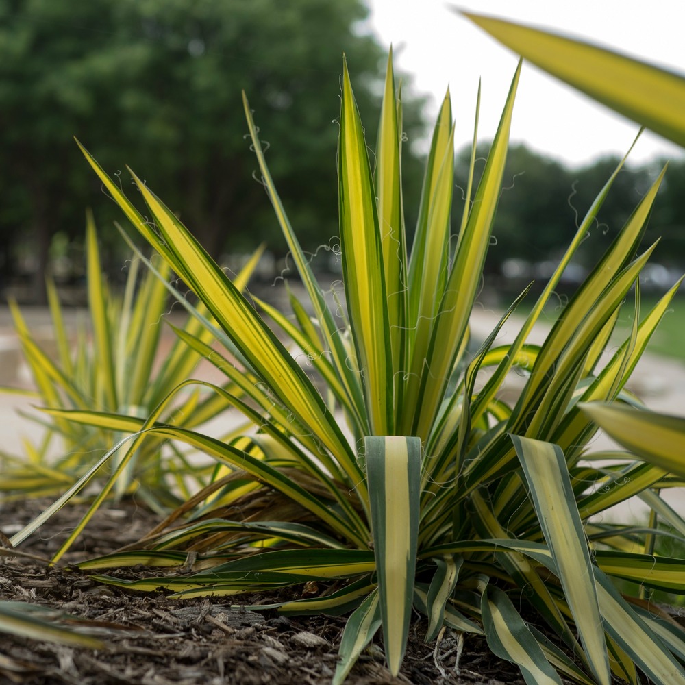 Yucca fillamentosa colour guard - la pièce en racine nue, vendu par lot de 2