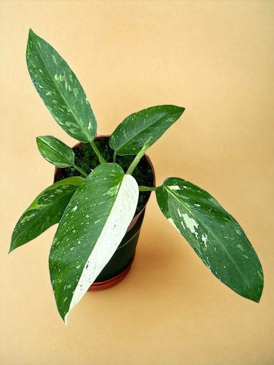 Philodendron jose buono