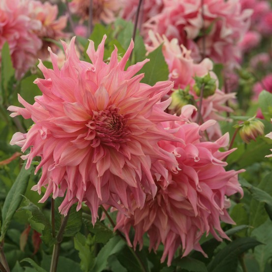 Dahlia géant décoratif 'penhill watermelon' bulbe calibre i