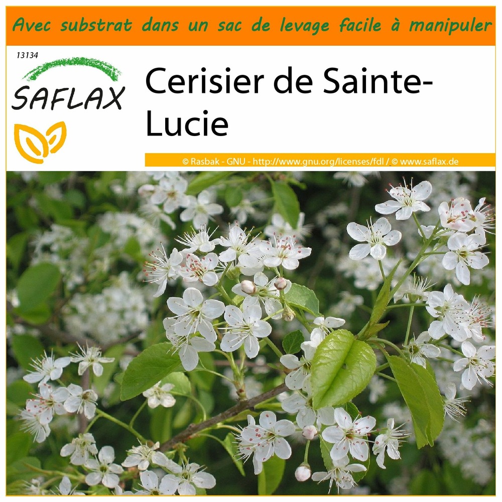Garden in the bag - cerisier de sainte-lucie - 30 graines - prunus mahaleb