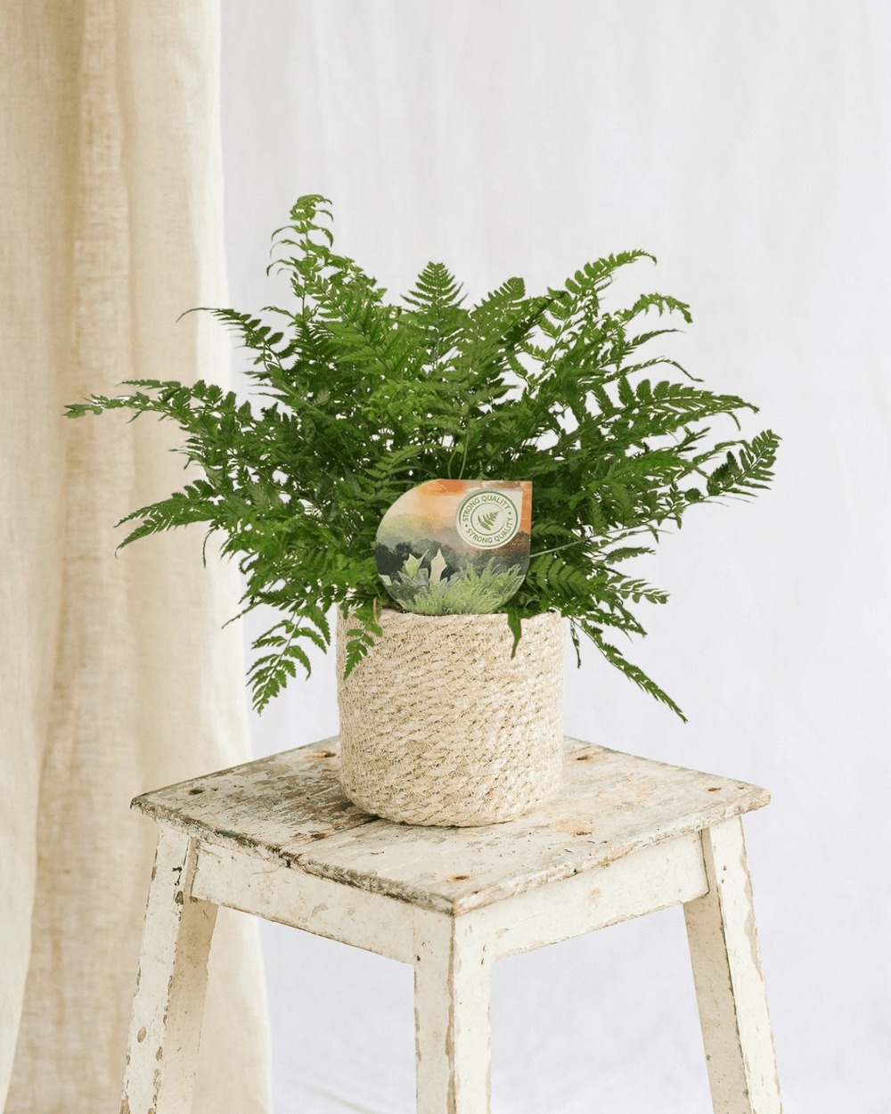 Polystichum tsussimense 30cm - plante d'intérieur