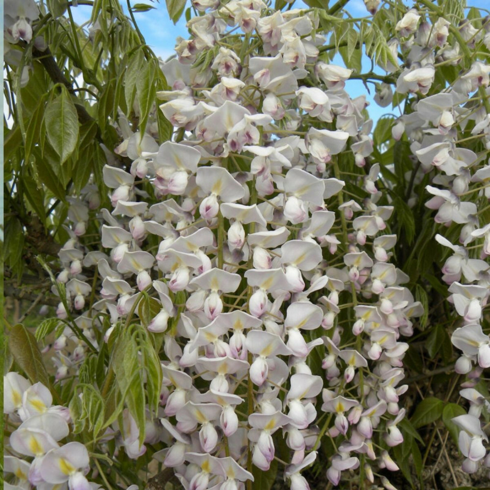 Glycine du japon lipstick pot de 3l - echelle bambou 60/120 cm