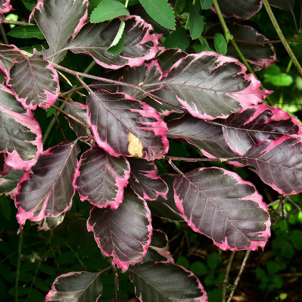 Fagus sylvatica 'purpurea tricolor' pot de 6l/7l