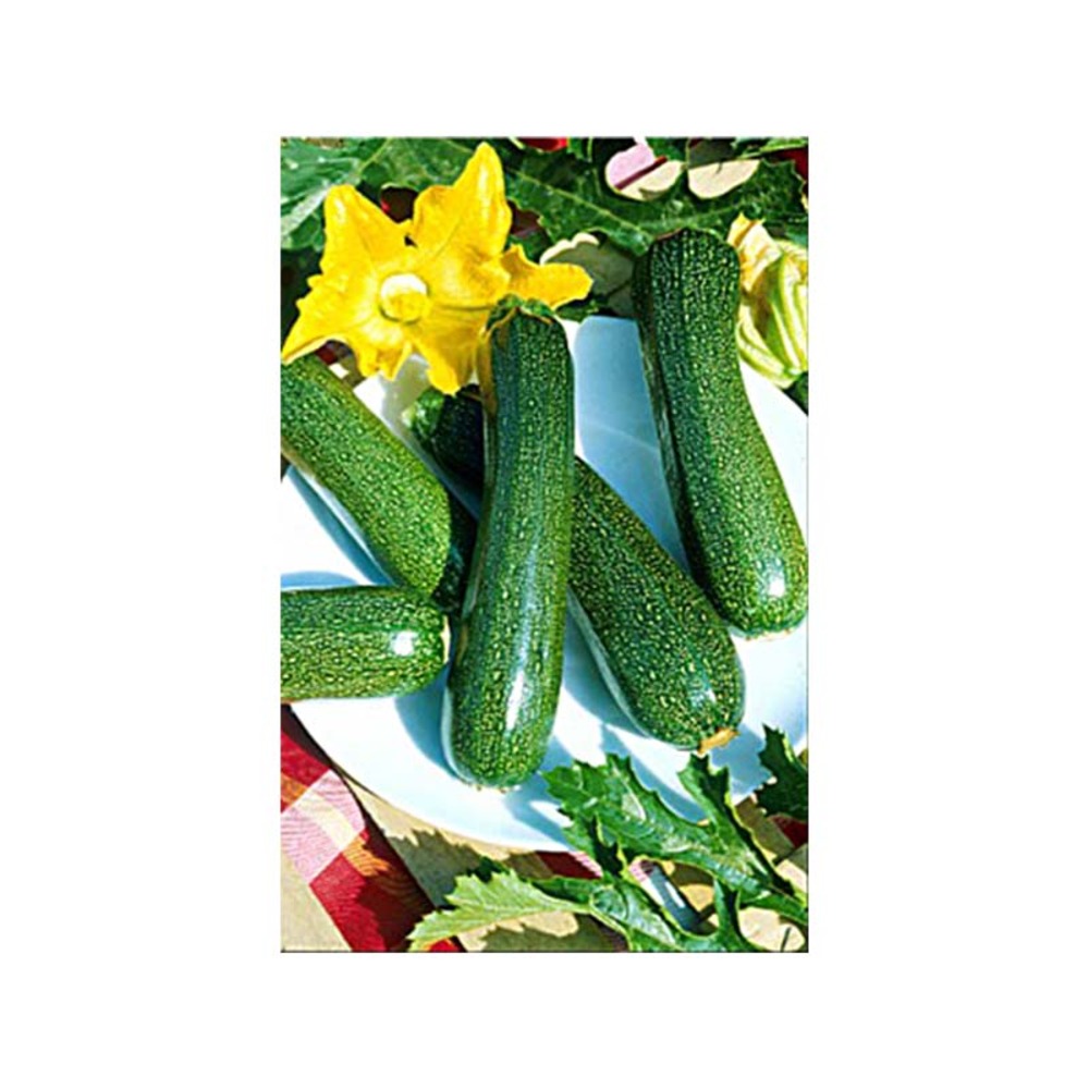 Courgette 'black beauty' le sachet de 35 graines environ (5g)