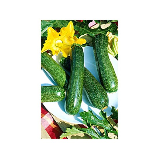Courgette 'black beauty' le sachet de 35 graines environ (5g)