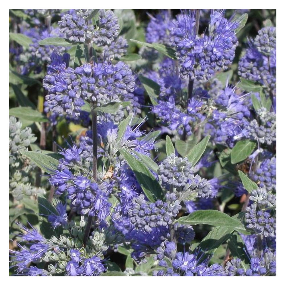 Caryopteris heavenly blue, spirée bleue, barbe bleue pot de 7,5l - 40/60 cm