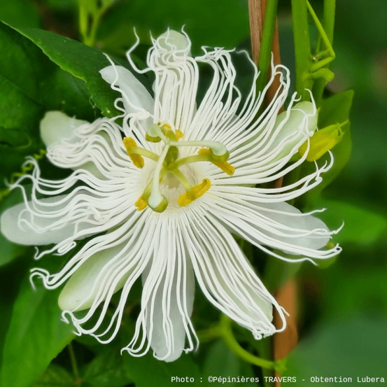 Passiflore à fruits cooltropics® snowstar® godet - 5/20 cm