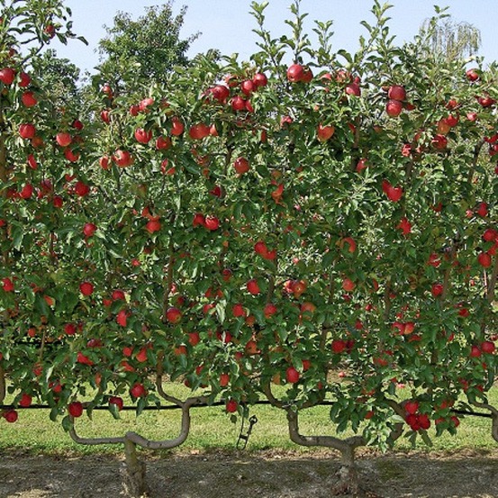 Pommier 'harmonie 'delorina'' motte