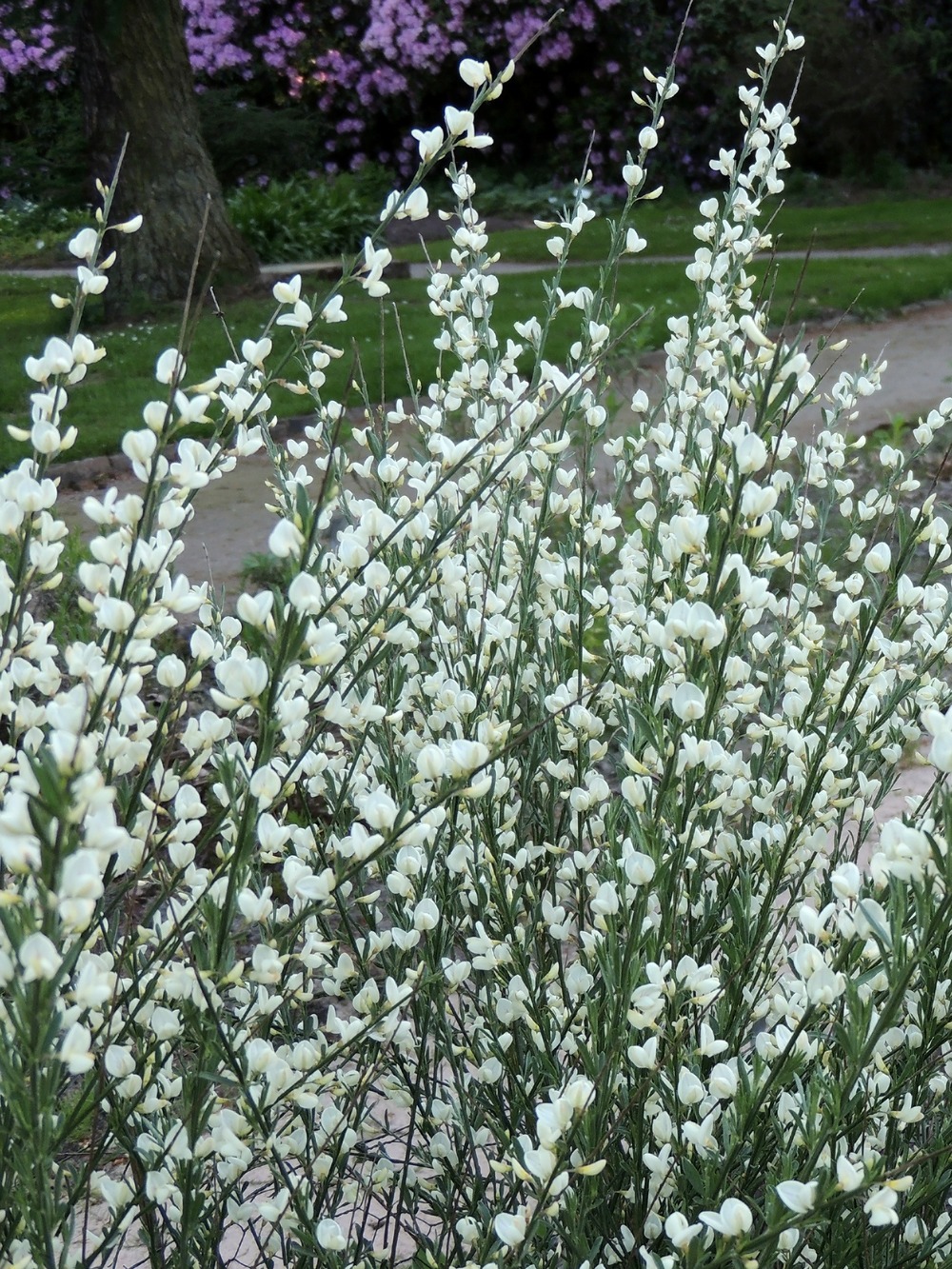Genêt précoce 'albus' pot de 2l/3l