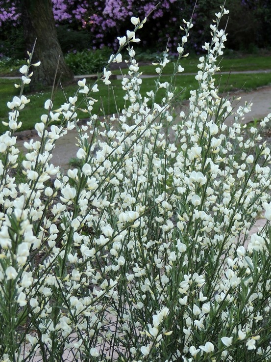 Genêt précoce 'albus' pot de 2l/3l