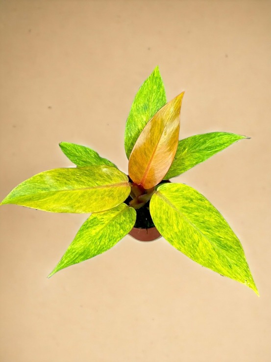 Philodendron orange marmalade