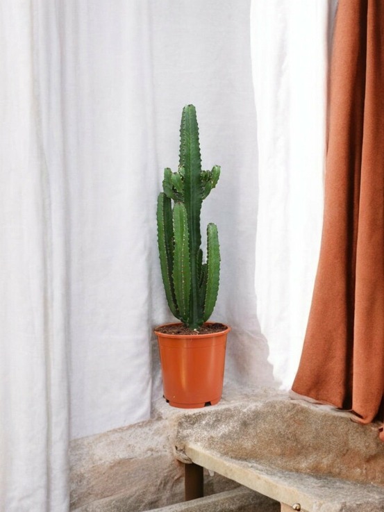 Euphorbe acrurensis 95cm - plante d'intérieur
