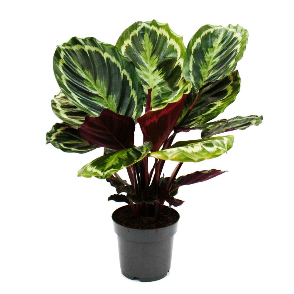 Plante d'ombre à motif de feuilles inhabituel - calathea medailon - pot de 14cm - hauteur env. 50cm