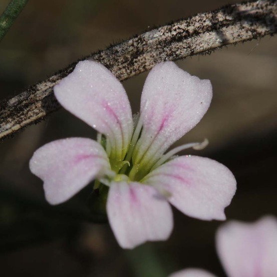 Petrorhagia saxifraga godet de 8/9 cm