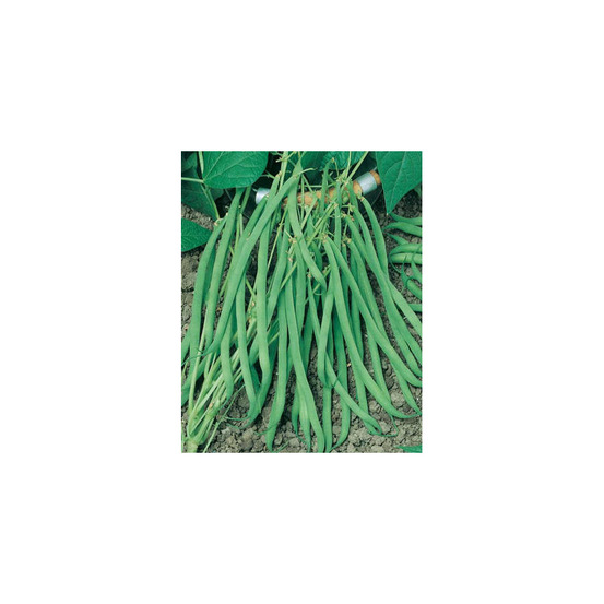 Haricot nain mangetout 'argus' le sachet de 150 graines environ (90g)