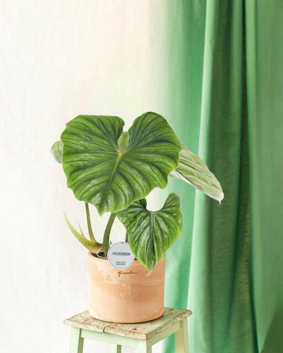 Philodendron plowmanii 50cm - plante d'intérieur