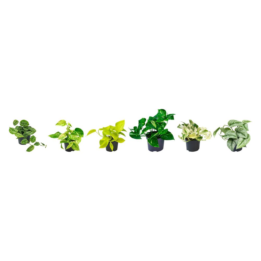 Collection pothos & scindapsus - 6 variétés — lot de 6 plantes