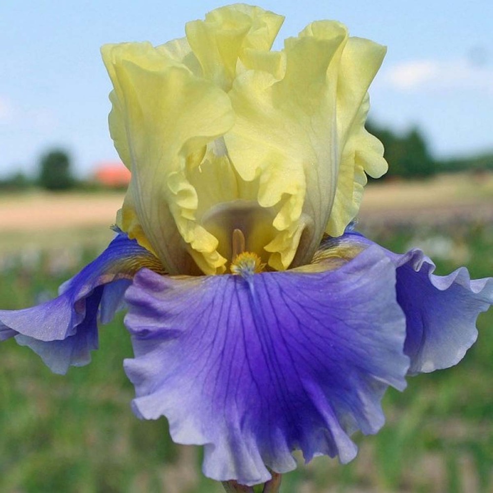 Iris des jardins 'edith wolford' godet de 8/9 cm, calibre 4/6