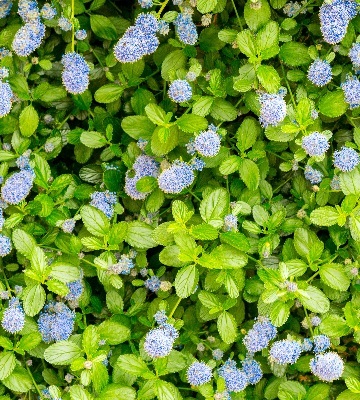 entretien des céanothes