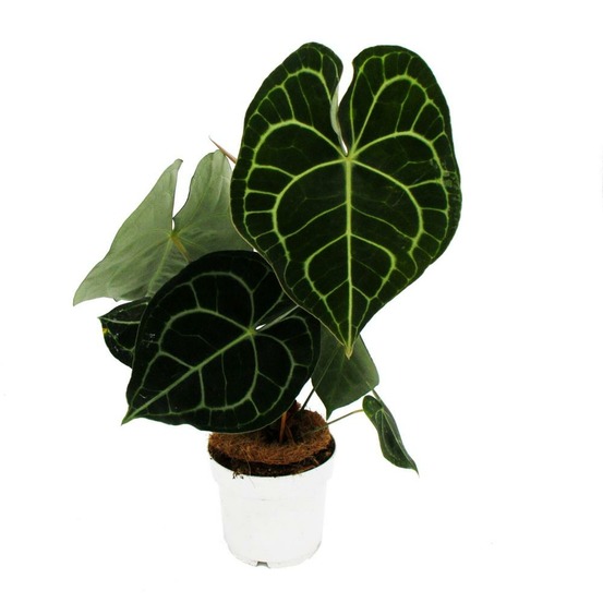 Fleur flamant rose - anthurium clarinervium - fleur d'amoureux - pot 14cm