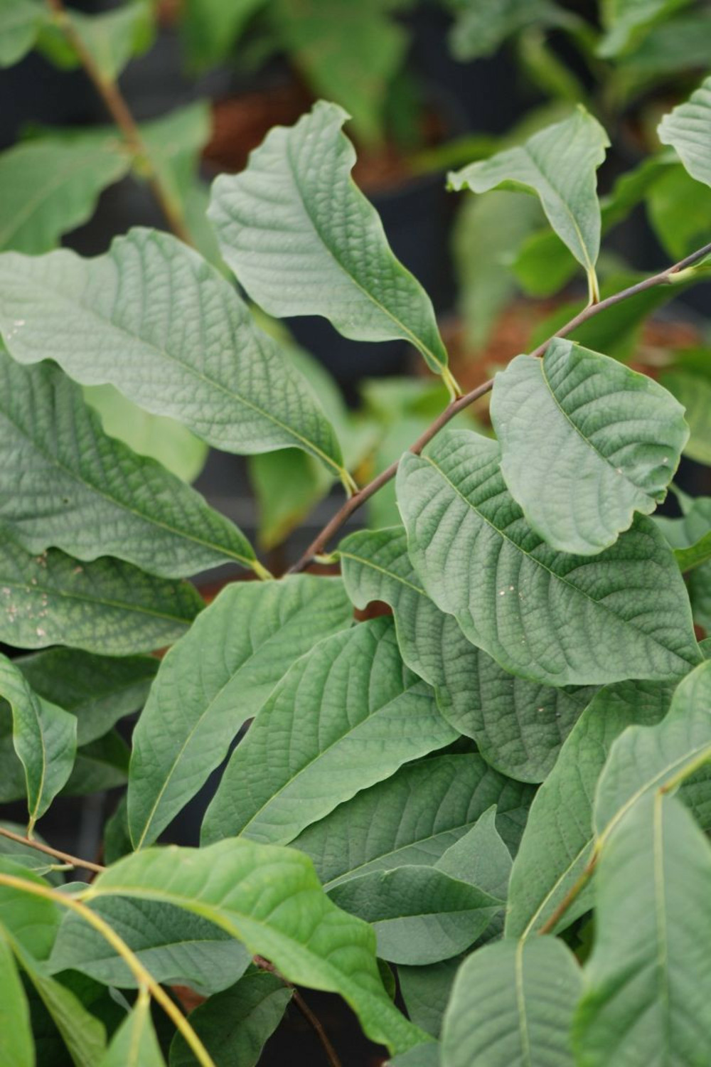 Asiminier triloba - en pot de 3 litres
