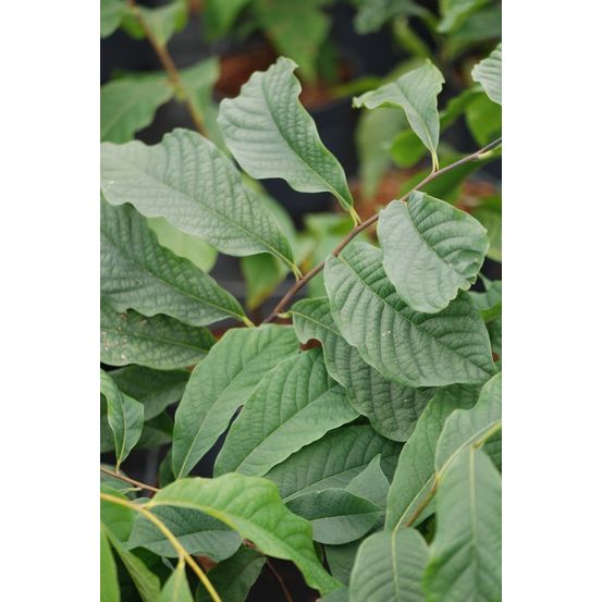 Asiminier triloba - en pot de 3 litres