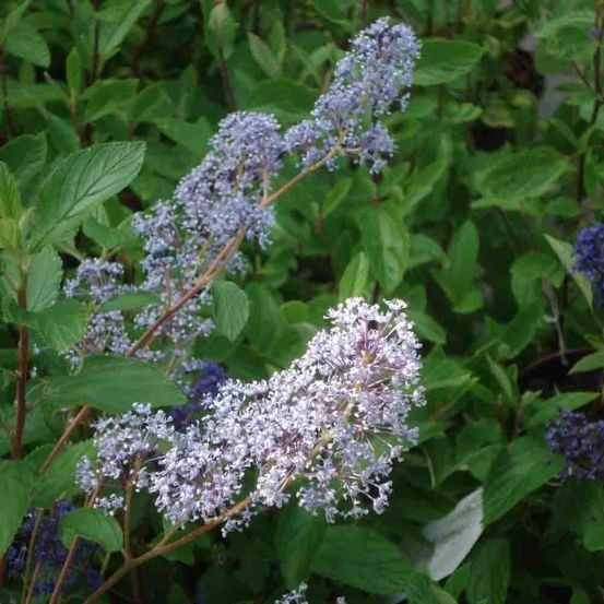 Céanothe caduc 'gloire de versailles' godet de 8/9 cm