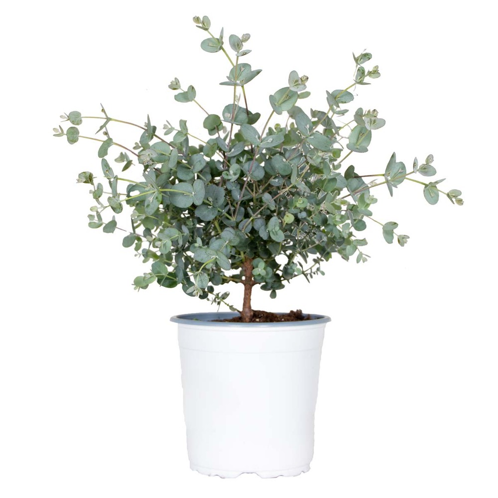 Eucalyptus gunnii - gommier - arbuste - persistante – ⌀14 cm - ↕25-35 cm