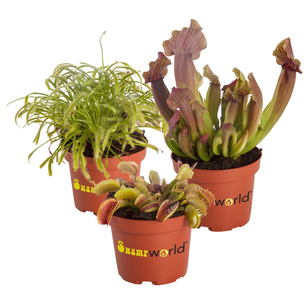 Plantes carnivores (lot de 3) - piège à mouches et sarracenia