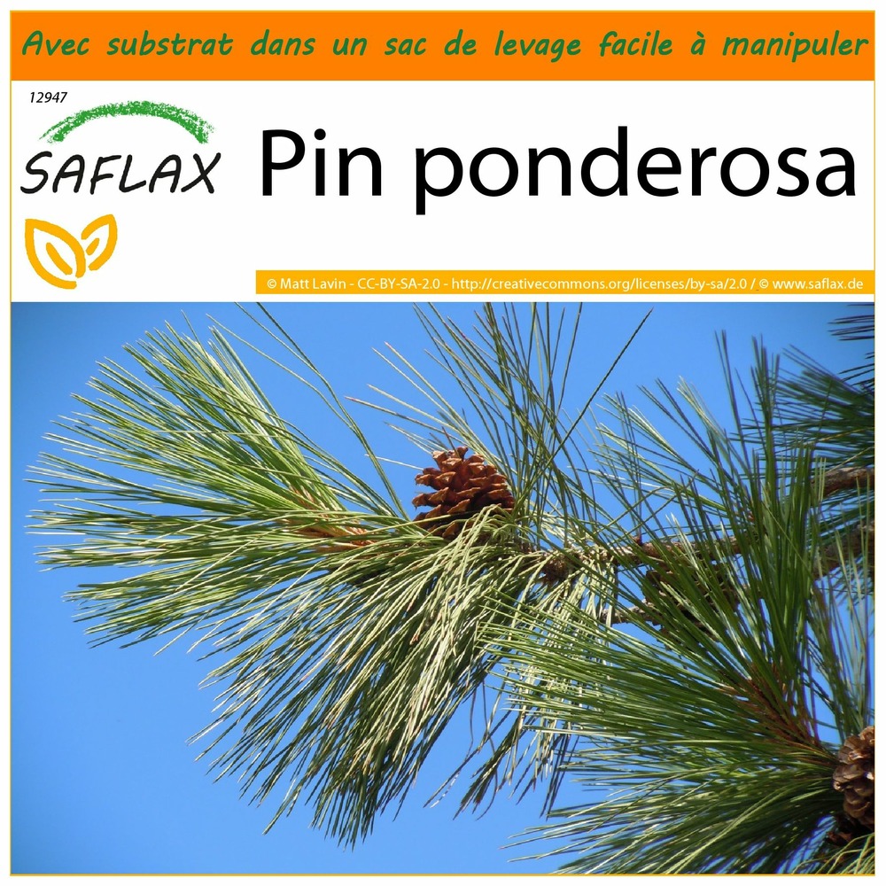 Garden in the bag - pin ponderosa - 20 graines - pinus ponderosa