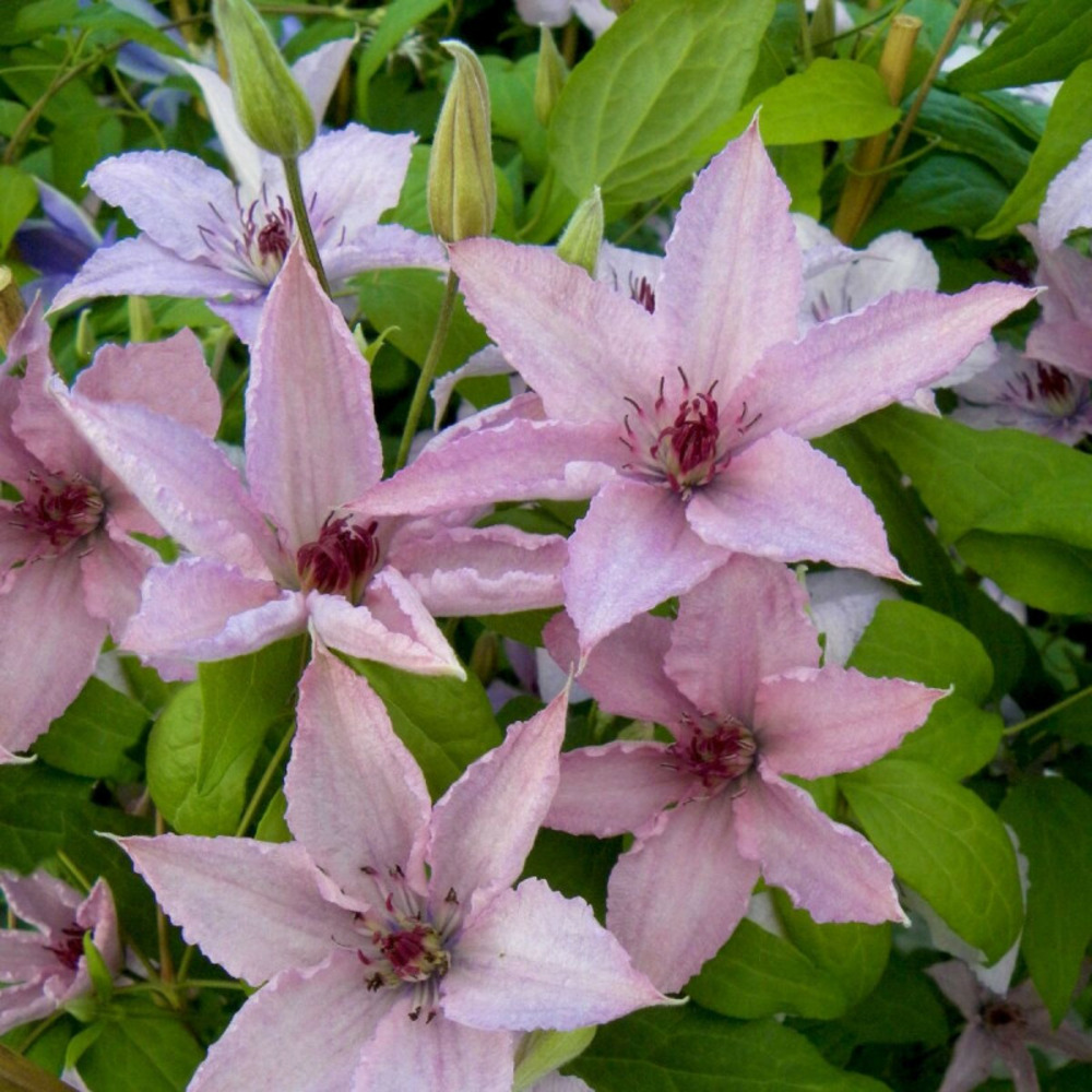 Clématite hagley hybrid godet - 5/20 cm