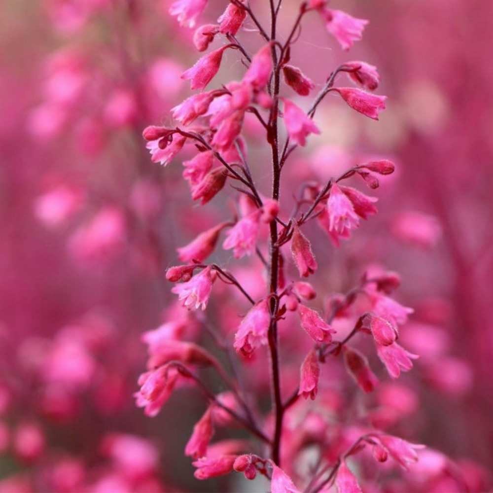 3 heuchères 'pink revolution' (heucherella 'pink revolution')