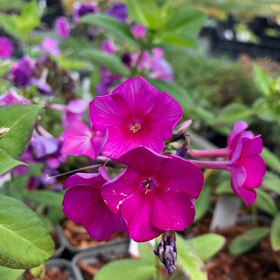 Phlox paniculé 'purple flame' godet de 8/9 cm