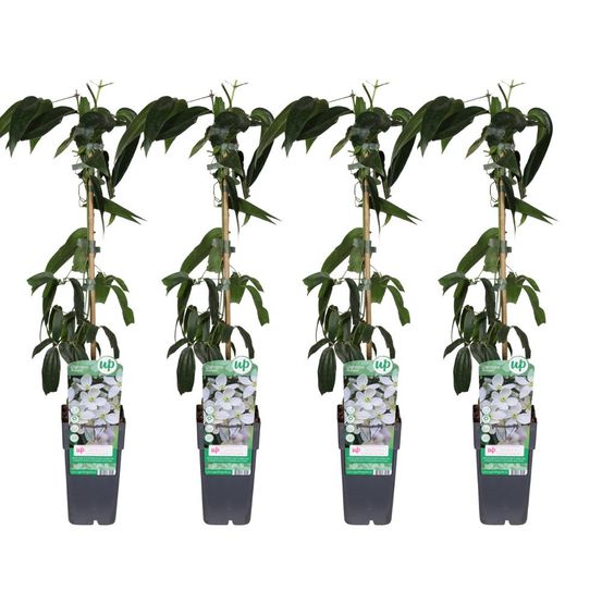 Lot de 4 - clematis armandii - h65 cm