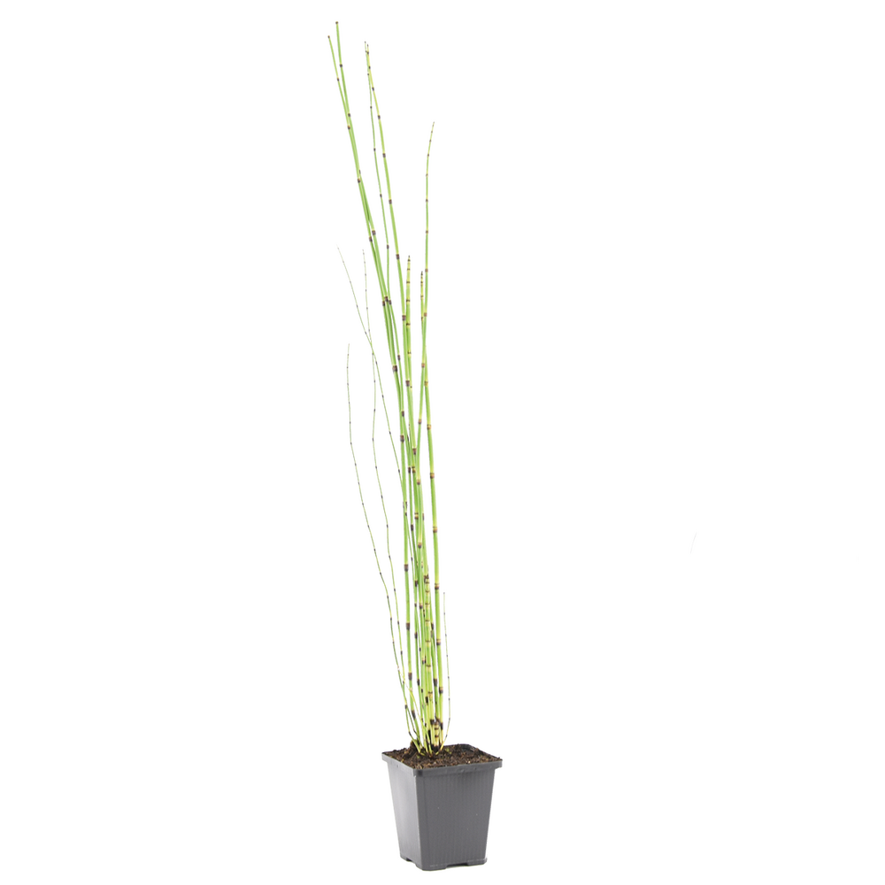 Equisetum japonicum - prêle du japon - plantes de bassin - hauteur 20-30 cm - pot 9 cm