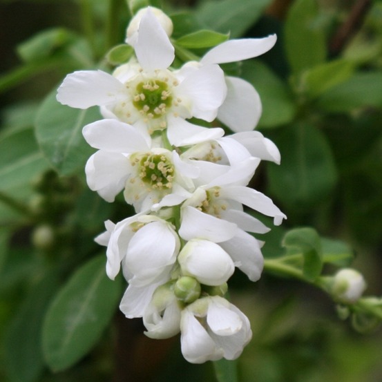 Exochorda x macrantha 'the bride' pot de 12l/15l